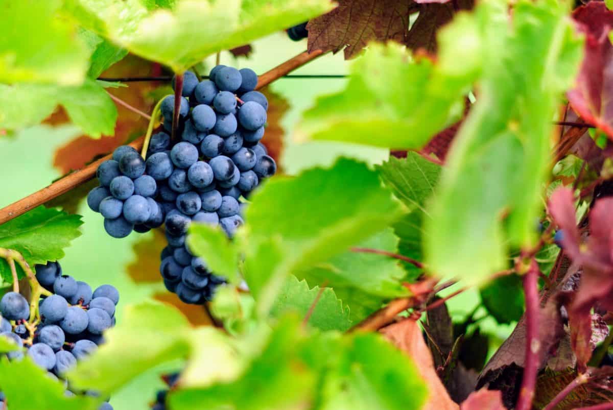 Nackerter Wein – Überlegungen zu einer rechtlichen Fassung des Begriffs “Naturwein”