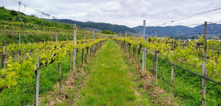 Blick in den Weingarten der Weinhofmeisterei