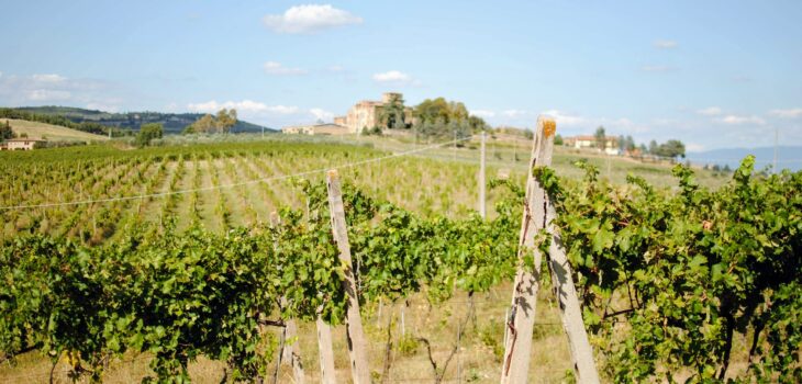 Weingärten von Tunia Wines