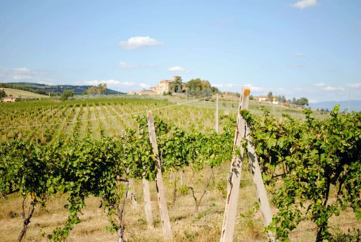 Weingärten von Tunia Wines